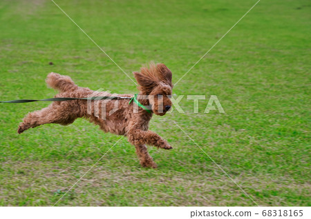 Toy poodles running around the lawn happily Toy poodles running around the lawn happily 68318165