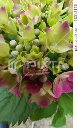 hydrangea hydrangea 68318166
