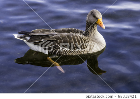 Swimming wild greylag goose (Anser anser) in the Park Swimming wild greylag goose (Anser anser) in the Park 68318421