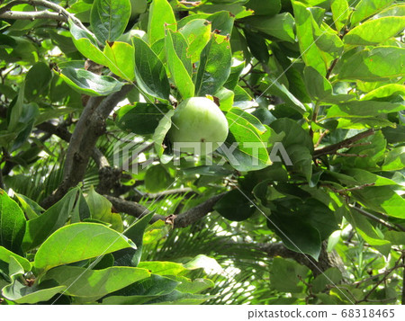Persimmons ripening in autumn Persimmons ripening in autumn 68318465