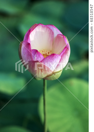 Walking in Gyeongju 68318547