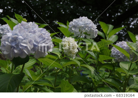 鶴舞公園內的繡球花 名古屋的康復公園 照片素材 圖片 圖庫