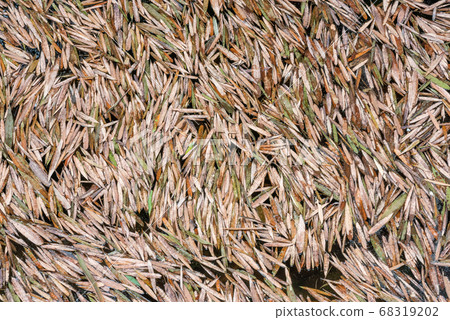 Bamboo leaves on a pond Bamboo leaves on a pond 68319202