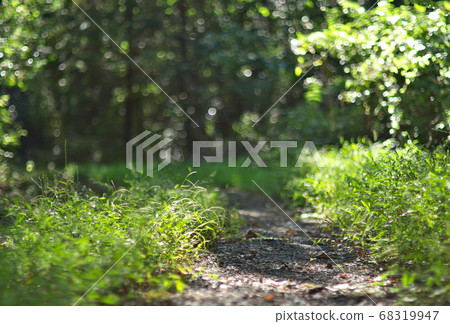 森林公路 68319947
