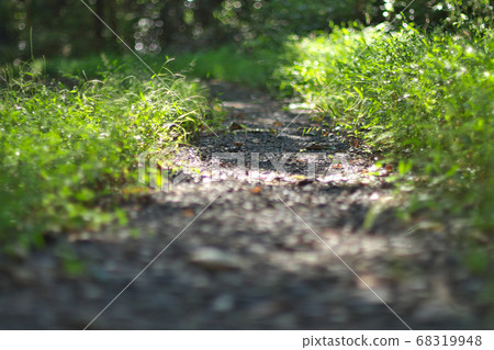 Forest road Forest road 68319948