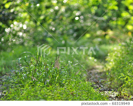 Forest road Forest road 68319949