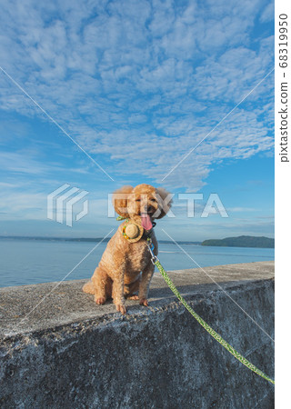 狗與海和天空 68319950