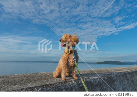 狗與海和天空 68319953