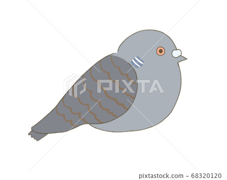 Familiar pigeon Pheasant pigeon 68320120
