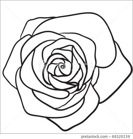 Rose sketch Black outline on white background 68320139