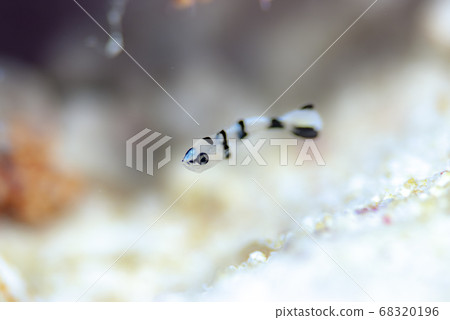 亞洲胡椒年輕魚死 亞洲胡椒年輕魚死 68320196