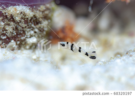 亞洲胡椒年輕魚死 亞洲胡椒年輕魚死 68320197