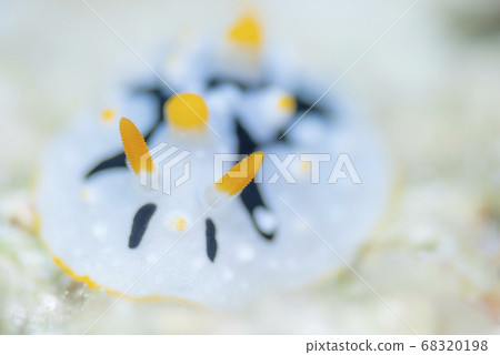 邦迪弓蘑菇 邦迪弓蘑菇 68320198