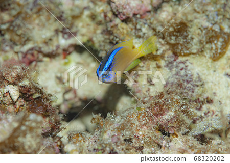 Yellowtail 68320202