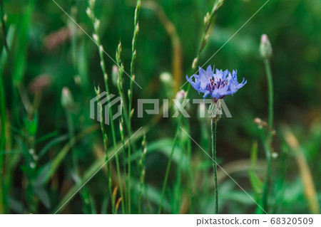 Blue cornflower on a background of grass Blue cornflower on a background of grass 68320509