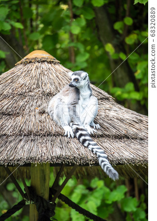 Ring-tailed lemur - endemic animal of Madagascar. Sitting on the roof 68320889