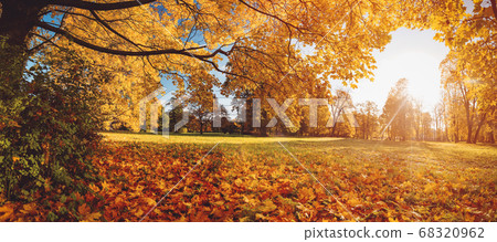 trees with multicolored leaves on the grass in the park trees with multicolored leaves on the grass in the park 68320962