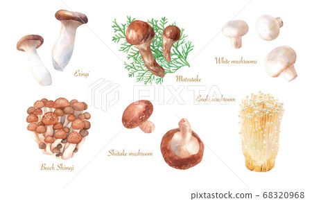 各種美味的蘑菇。水彩插圖。 68320968