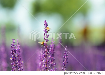 紫色根莖花 紫色根莖花 68320969
