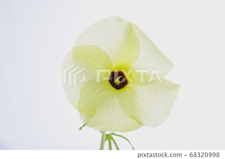 花秋葵 68320998