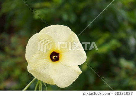 Flower okra on green background 68321027