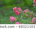 Red lagerstroemia flower 68321101