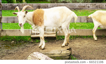 A goat with a beard and horns 68321106