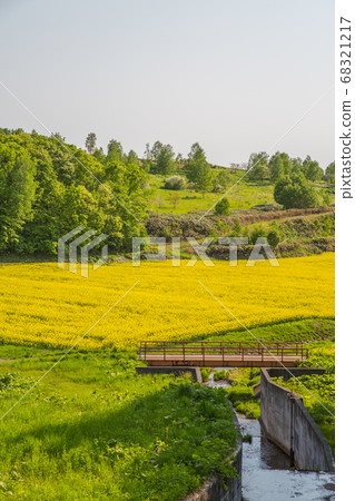 Rape blossom festival Rape blossom festival 68321217