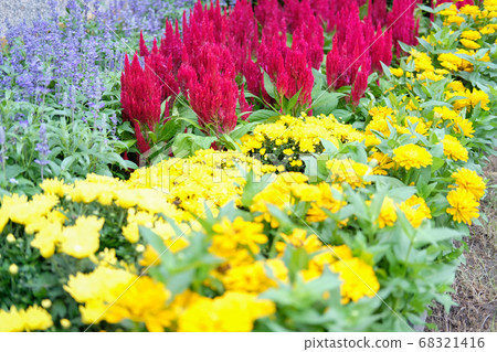 blooming hornbill chinese wool flower in garden blooming hornbill chinese wool flower in garden 68321416
