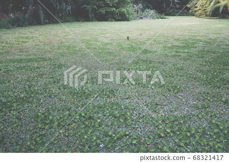 water lettuce aquatic plant floating on pond water lettuce aquatic plant floating on pond 68321417