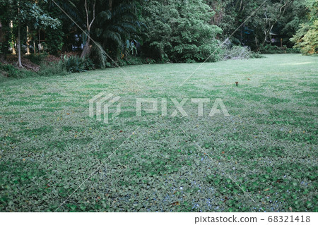 water lettuce aquatic plant floating on pond water lettuce aquatic plant floating on pond 68321418