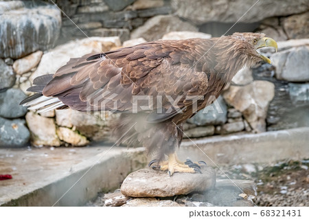 The bird of prey, Steppe Eagle proudly sits in the aviary The bird of prey, Steppe Eagle proudly sits in the aviary 68321431