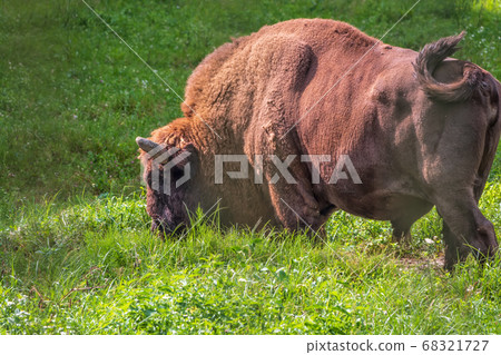 The European bison grazes on a green field with tall grass. The European bison grazes on a green field with tall grass. 68321727