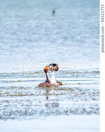 Two Great Crested Grebes swim in the lake 68321753