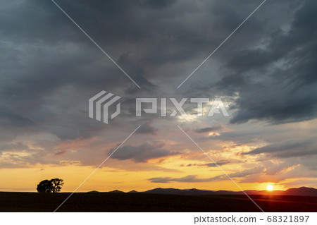 Sunset Biei Parent-Child Tree Sunset Biei Parent-Child Tree 68321897