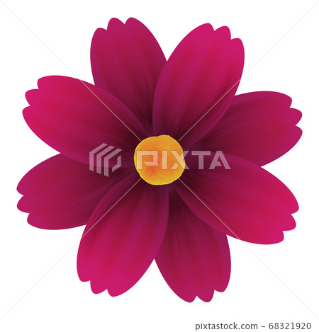 巧克力波斯菊的插圖 68321920
