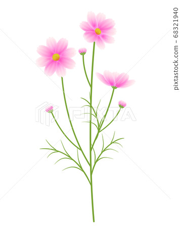 Illustration of pink cosmos 68321940
