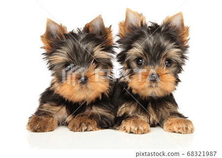 Two Yorkshire Terrier Puppies lie Two Yorkshire Terrier Puppies lie 68321987