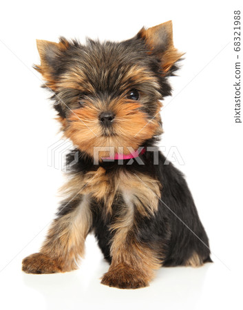 Close-up of a Yorkshire Terrier puppy on white 68321988