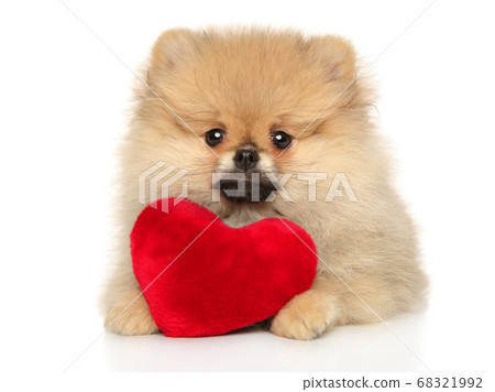 Pomeranian spitz lies with Valentine red heart 68321992