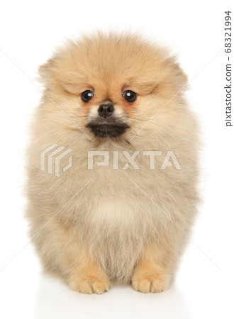 Cute Pomeranian Spitz looking at the camera 68321994