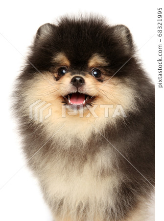 Close-up of a happy Pomeranian puppy 68321995