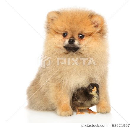 Spitz puppy with a chick sits on white background 68321997
