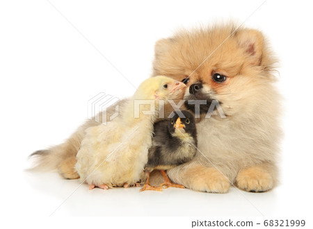 Pomeranian and two chickens 68321999
