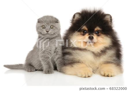 Scottish fold and Pomeranian puppy together 68322000
