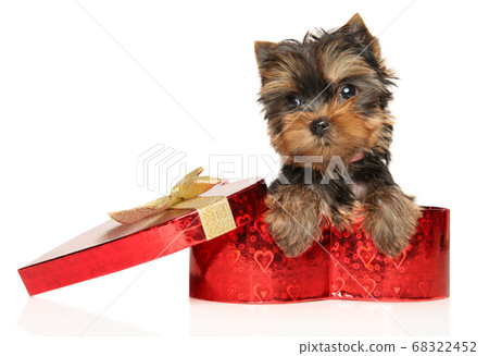 Yorkshire Terrier puppy in a heart-shaped box Yorkshire Terrier puppy in a heart-shaped box 68322452