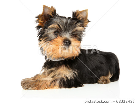 Yorkshire Terrier puppy lies on a white background Yorkshire Terrier puppy lies on a white background 68322455