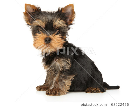 Yorkshire Terrier puppy looking at the camera 68322456