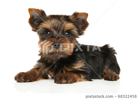 Yorkshire Terrier puppy lying Yorkshire Terrier puppy lying 68322458