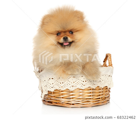 Pomeranian Spitz puppy in wicker basket 68322462